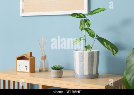 Indoor plant in a striped pot with a wooden calendar and diffuser on a light wooden table against a blue wall, the arrangement is set against a clean Stock Photo