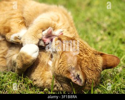 Ginger cat grooming paw while lying on grass outdoors, showing natural domestic pet behavior in soft daylight. Stock Photo