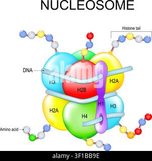 Histone and nucleosome structure. DNA wrapping. Basic units of chromatin structure. Chromatin organization and chromosome compaction. Molecular biolog Stock Vector