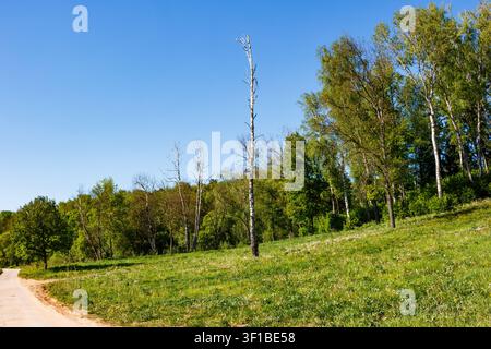 Tall dried white birch trunk featuring outdoor street lamps installed on it stands solitary in a lush green spring meadow against a clear blue sky on Stock Photo