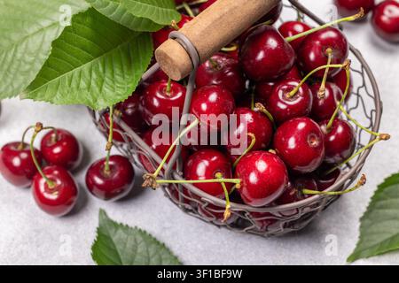 Freshly picked tart red cherries with stems and vibrant green leaves overflowing from a rustic metal wire basket, scattered on a light background, rep Stock Photo