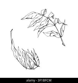 Wisteria laburnum leaves, locust, ash tree, rowan leaflets on stalk. Botanical study, natural foliage detail. Isolated illustration hand drawn in Stock Vector