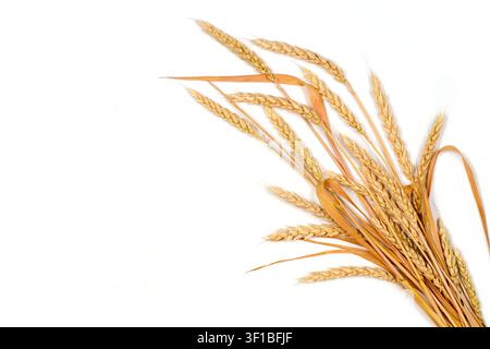 Ears of wheat on a white background. A bunch of yellow ears on a white background. Stock Photo