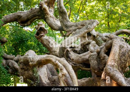 Old gnarled tree trunk with numerous twisted textured branches and hollows, close up of pareidolia concept in summer park. Stock Photo
