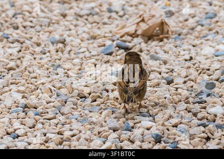 A high-detail close-up of a female House sparrow walking on ground. The bird is captured from its back, with its soft brown and grey plumage sharply i Stock Photo