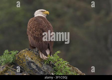 American bald eagle, Haliaeetus leucocephalus, single adult bird perched on rock, Seward, Alaska, USA Stock Photo