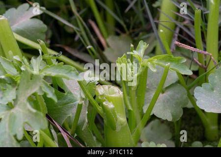Celery (Apium graveolens) hollow cut stems and young leaves growing wild, Qursaya Island, Cairo, Egypt. Stock Photo