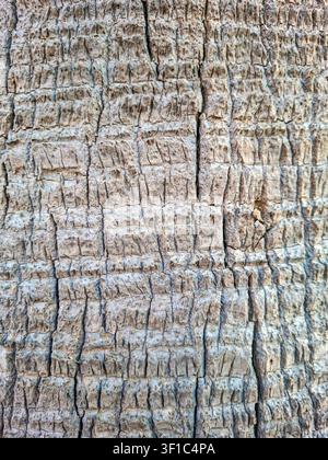 Close-up view of a palm tree trunk displaying intricate textures and patterns. This rugged surface highlights the natural beauty found in tropical env Stock Photo