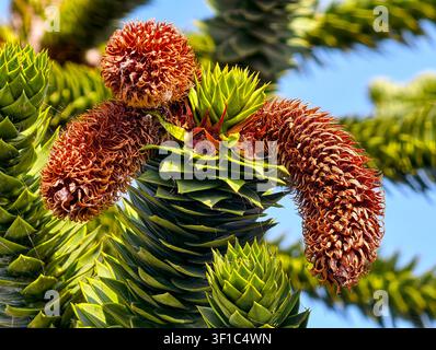 Monkey Puzzle Tree (Araucaria araucana) male cones Stock Photo