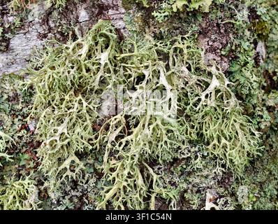 Oakmoss Lichen Evernia prunastri Stock Photo