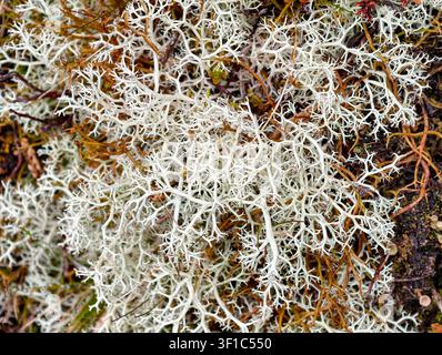 Reindeer Lichen a.k.a. Reindeer Moss Cladonia portentosa Stock Photo