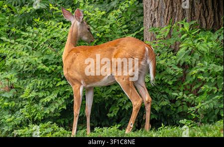 White-tailed Deer feeding in the woods Stock Photo