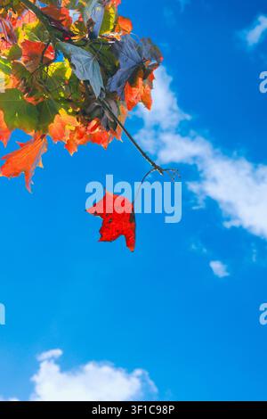 A low-angle vertical shot of a single bright red maple leaf dangling from a tree branch, surrounded by colorful fall foliage under a clear, beautiful Stock Photo