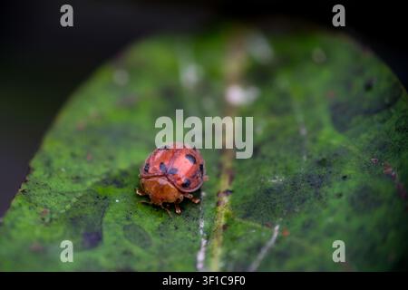 Macro shot of a vibrant orange ladybug on a green leaf with moody blurred background Stock Photo