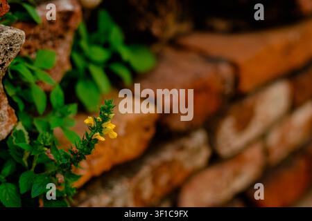 A vibrant yellow wildflower overcomes harsh conditions, blooming beautifully between the weathered red bricks of an ancient stone wall. Stock Photo