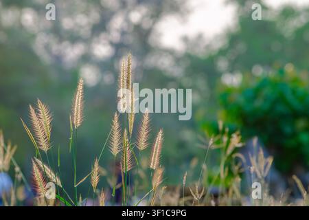 A close-up shot of wild fountain grass blowing gently in the wind, illuminated by soft golden sunlight with beautiful bokeh background Stock Photo