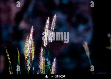 Slender wild grass seed heads glow intensely under dramatic backlighting, set against a dark, beautifully blurred and textured background. Stock Photo