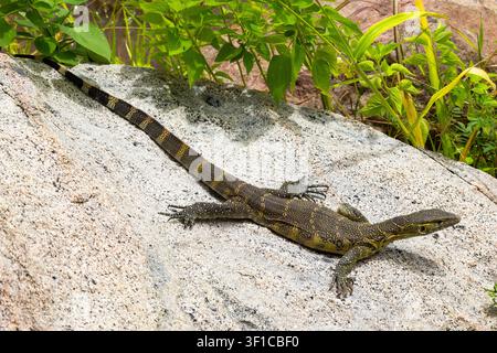 Largest of Africa's lizard the Nile or Water Monitor can row to six foot in length. They have powerful claws and well camouflaged skin. Stock Photo
