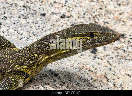 Largest of Africa's lizard the Nile or Water Monitor can row to six foot in length. They have powerful claws and well camouflaged skin. Stock Photo