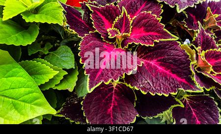 A vibrant display of Coleus plants Stock Photo