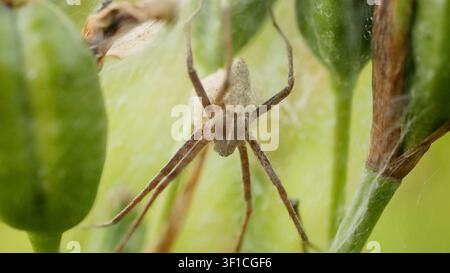 Nursery web spider Pisaura mirabilis cocoon egg protection Pisauridae predatory arachnid web building at seed of Iris sibirica Siberian flag meadow Stock Photo