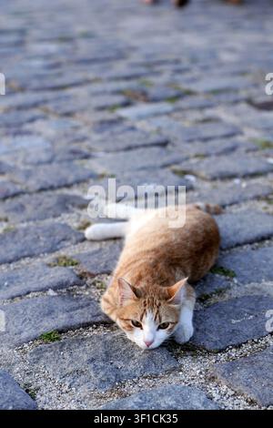 Ginger tabby cat with white markings crouching low and observing its surroundings on the rough texture of a cobblestone street, possibly preparing to Stock Photo