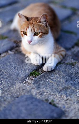 Domestic feline with orange and white fur lying outdoors on an old stone paved surface, looking attentively with green eyes and enjoying a peaceful mo Stock Photo