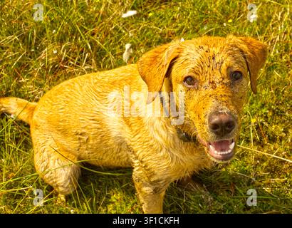 Labrador puppy Stock Photo