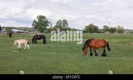 Horses and a foal graze in a green pasture near a farm under a cloudy sky against a backdrop of trees and buildings. The horses are free-ranging. Stock Photo