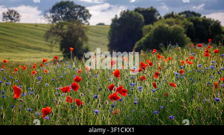 A field of red poppies and blue cornflowers against a backdrop of green hills and trees under a cloudy sky. Wildflowers on green hills. Stock Photo