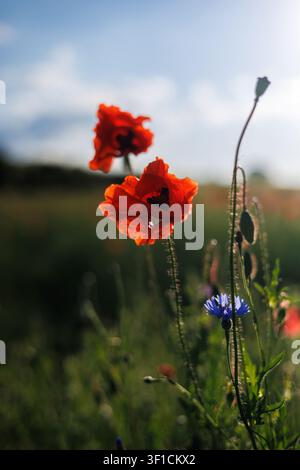 Close-up of scarlet poppies and blue cornflowers against a blurred background of a green field and sunlit sky. Wildflowers close-up. Stock Photo