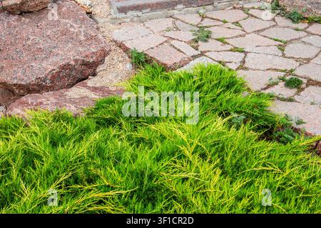 A close-up view of a lush, bright green juniper shrub with yellow-tipped needles, contrasting with large, textured pinkish-red granite boulders and a Stock Photo