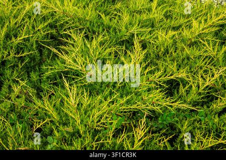 Close-up view of dense evergreen foliage showcasing a beautiful contrast between deep green and bright yellow needles Stock Photo