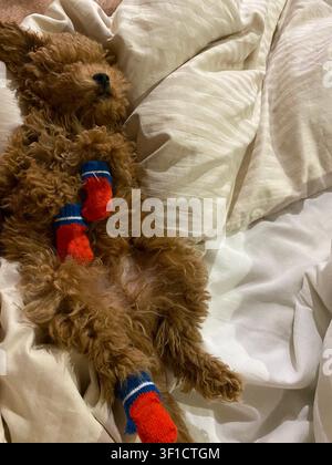 Sleeping toy poodle wearing colorful socks on soft bed in cozy indoor evening atmosphere. Stock Photo