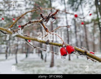 Bright red hawthorn berries encased in a thick, glistening layer of ice in a quiet, snow-covered park. Small icicles hang from the frozen twigs, creat Stock Photo