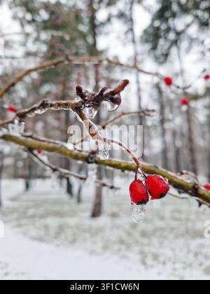 Bright red hawthorn berries encased in a thick, glistening layer of ice in a quiet, snow-covered park. Small icicles hang from the frozen twigs, creat Stock Photo