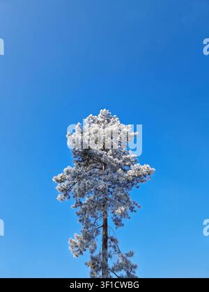 A tall pine tree covered in white rime frost stands alone against a clear, vibrant blue sky. Its needle-laden branches, frosted by icy winter weather, Stock Photo