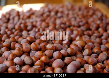 Raw Black Sea hazelnuts with green husks on wooden background close-up Stock Photo