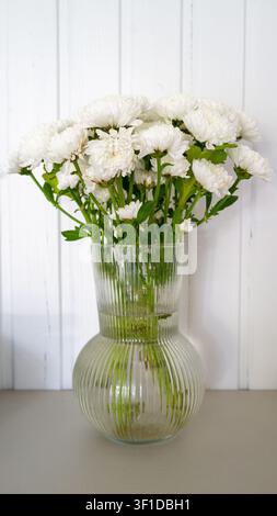 Fresh white chrysanthemum stems gathered in ribbed glass vase on neutral tabletop, framed by white wooden backdrop and soft daylight, creating clean e Stock Photo