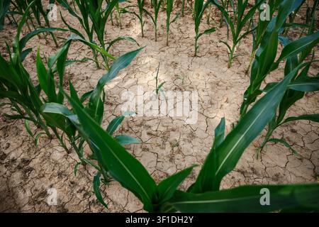 Corn crop growing in cracked dry soil on agricultural field. Drought and climate change impact on farming Stock Photo