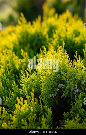 Bright yellow-green juniper foliage close-up Stock Photo