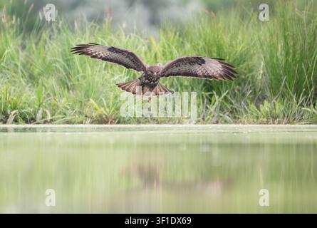 Common buzzard (Buteo buteo) searching for food at a pond in a manner similar to an osprey or white-tailed eagle searching for fish Stock Photo