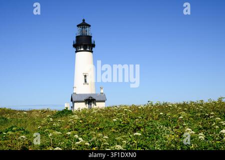 Newport, OR, USA - June 11, 2026; Yaquina Head Lighthouse in summer above wildflowers and blue sky Stock Photo