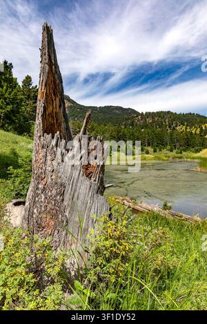 Lightning-Struck Tree Trunk on Beaver Ponds Trail, Yellowstone National Park, Wyoming, USA Stock Photo