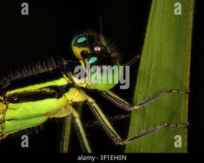 Extreme macro photograph showing the detailed head, massive compound eyes, and thorax of a green-and-black damselfly (Zygoptera) Stock Photo