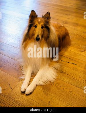 A serene Rough Collie dog rests gracefully on a warm-toned wooden floor, embodying peaceful companionship and canine loyalty in a home setting. Stock Photo