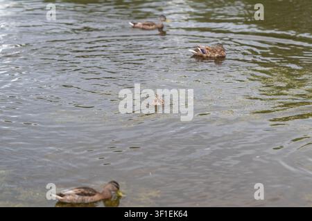Several mallard ducks glide across calm pond water, creating concentric ripples and soft reflections under gentle daylight in quiet wetland habitat, w Stock Photo