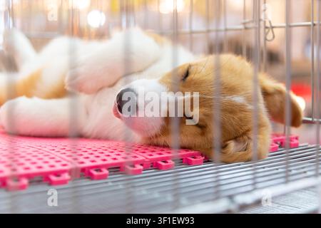 Adorable corgi puppy sleeping peacefully inside a pet cage on a soft mat with warm indoor lighting highlighting comfort care relaxation and domestic c Stock Photo