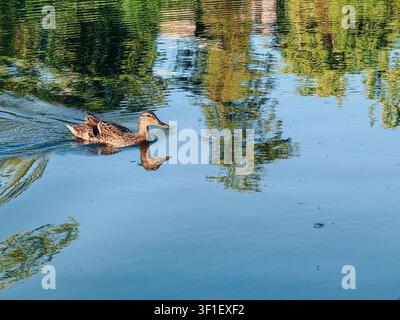 Female mallard duck gliding across a tranquil lake with crisp reflections, gentle ripples, and natural daylight. Peaceful wildlife scene with ample co Stock Photo