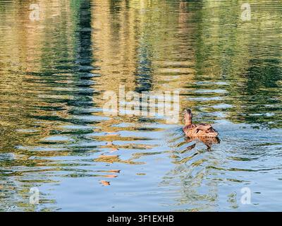 A wild duck glides across a calm lake surrounded by shimmering golden reflections and gentle ripples. Perfect for themes of wildlife, peaceful nature, Stock Photo